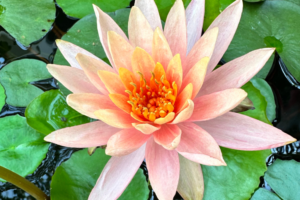 A photograph of a lotus blossom in the color of the sapphire